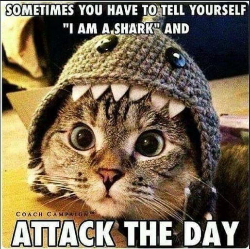 Cute Cat Meme